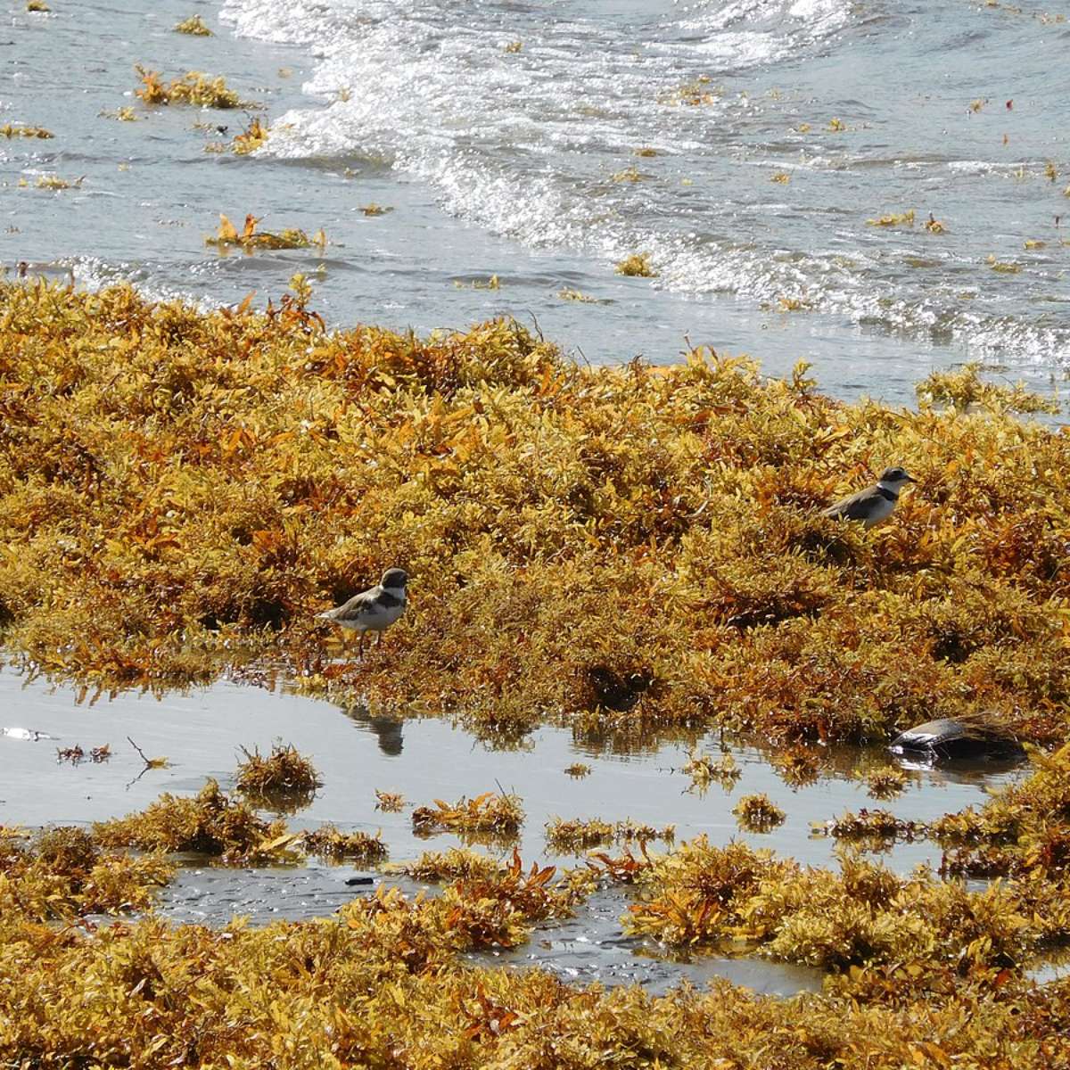 Bolha de algas marinhas com o dobro da largura dos EUA se dirige à Flórida