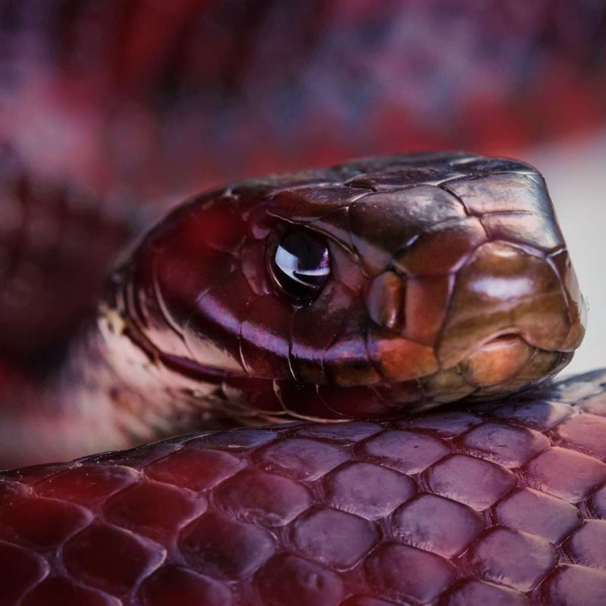 Biólogo desvenda mito da cobra vermelha, que viralizou