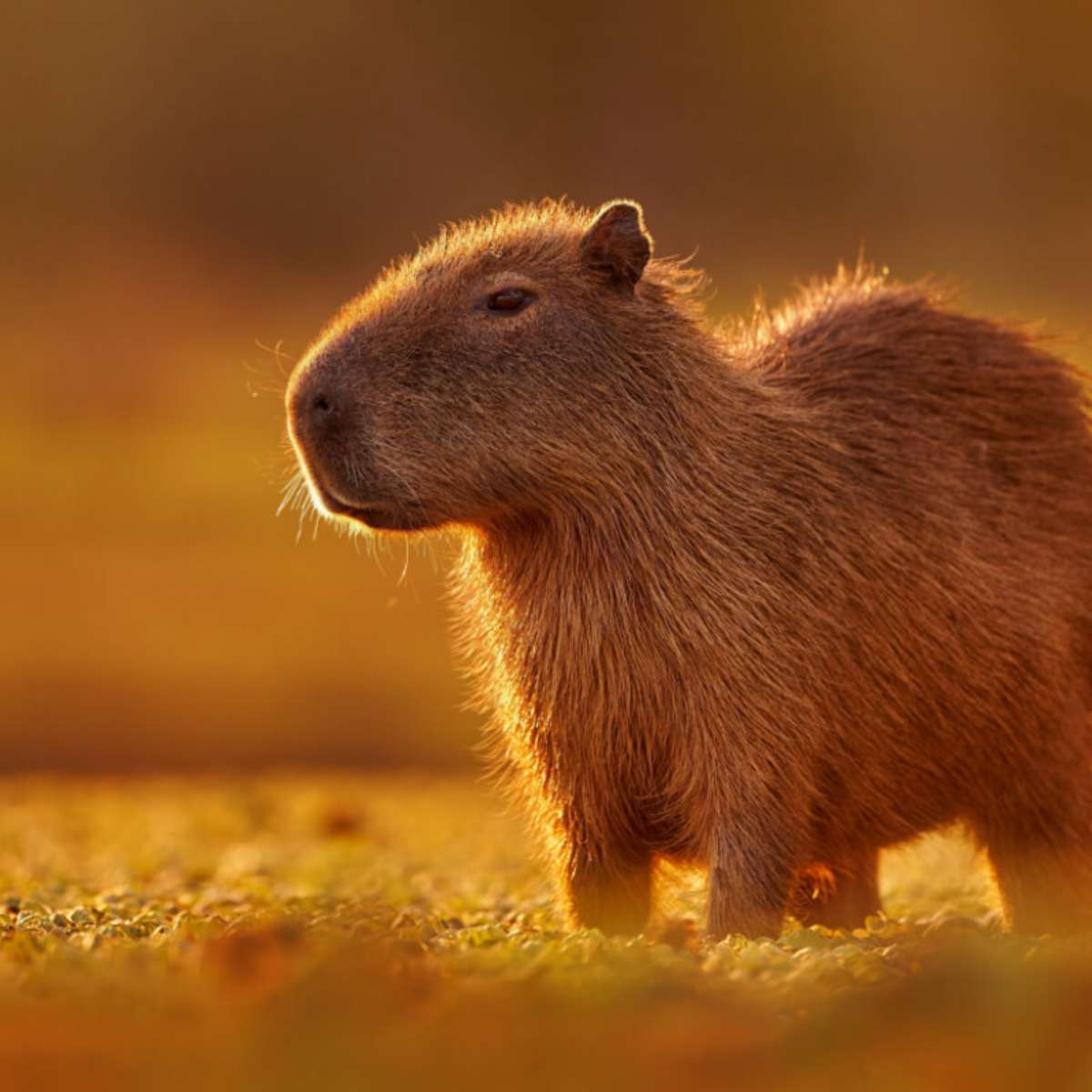 Bem vindo ao planeta das capivaras #capivara #animaisnotiktok