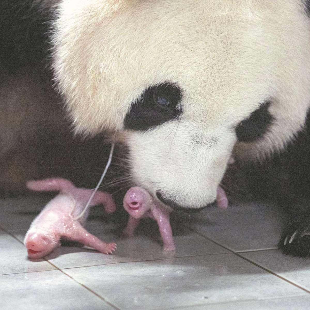 Filhotes De Panda