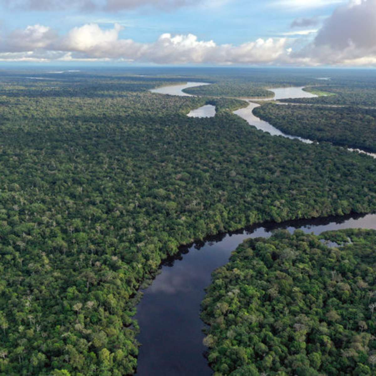 Fatos Sobre Arvores Da Floresta Amazonica