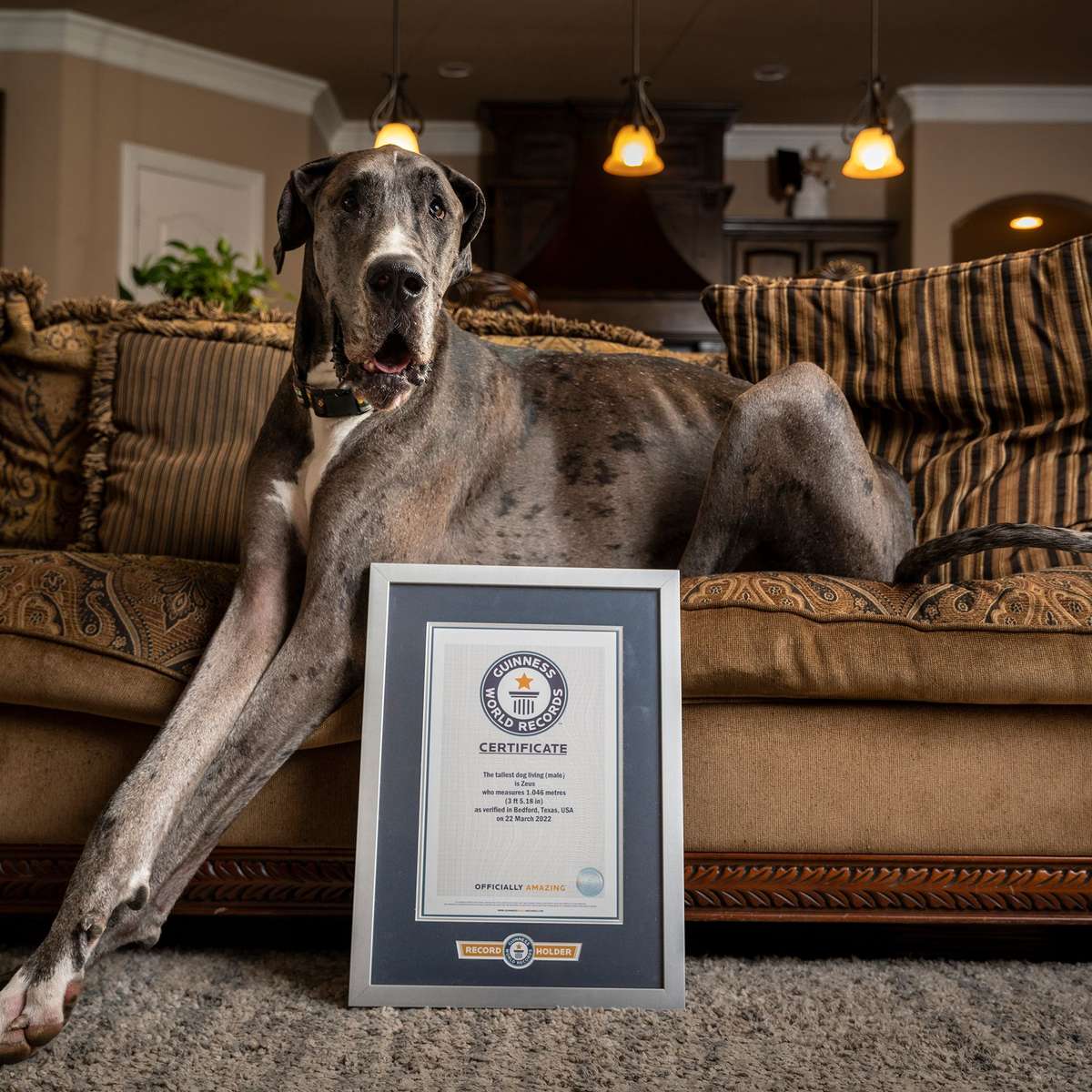 Cachorro mais alto do mundo morre após complicações por amputação