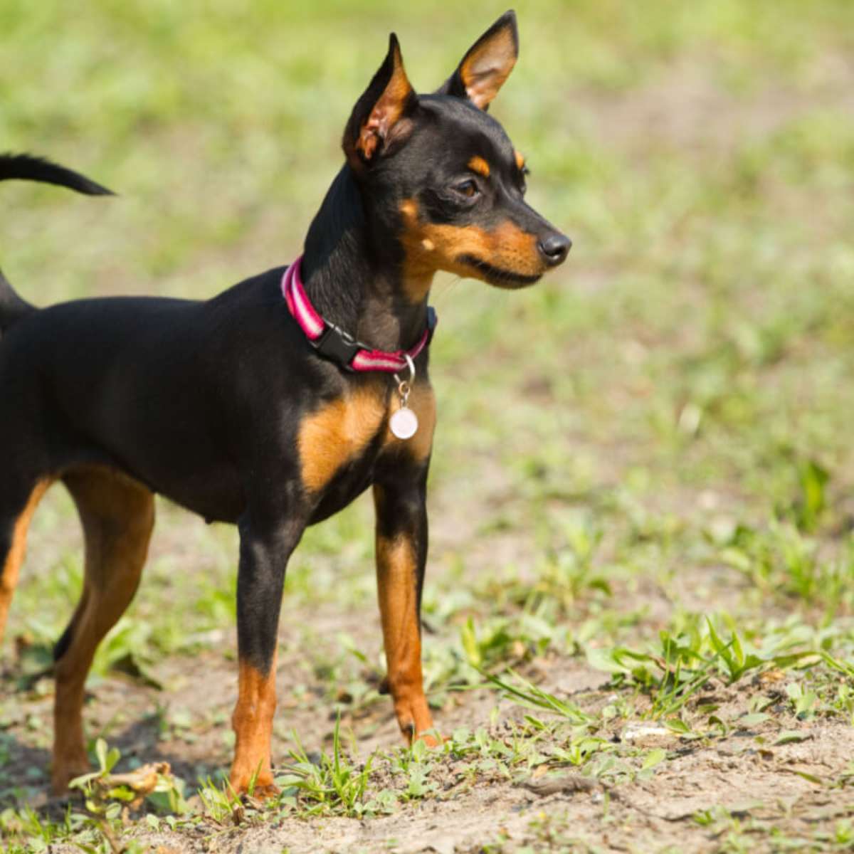 Pinscher miniatur sales