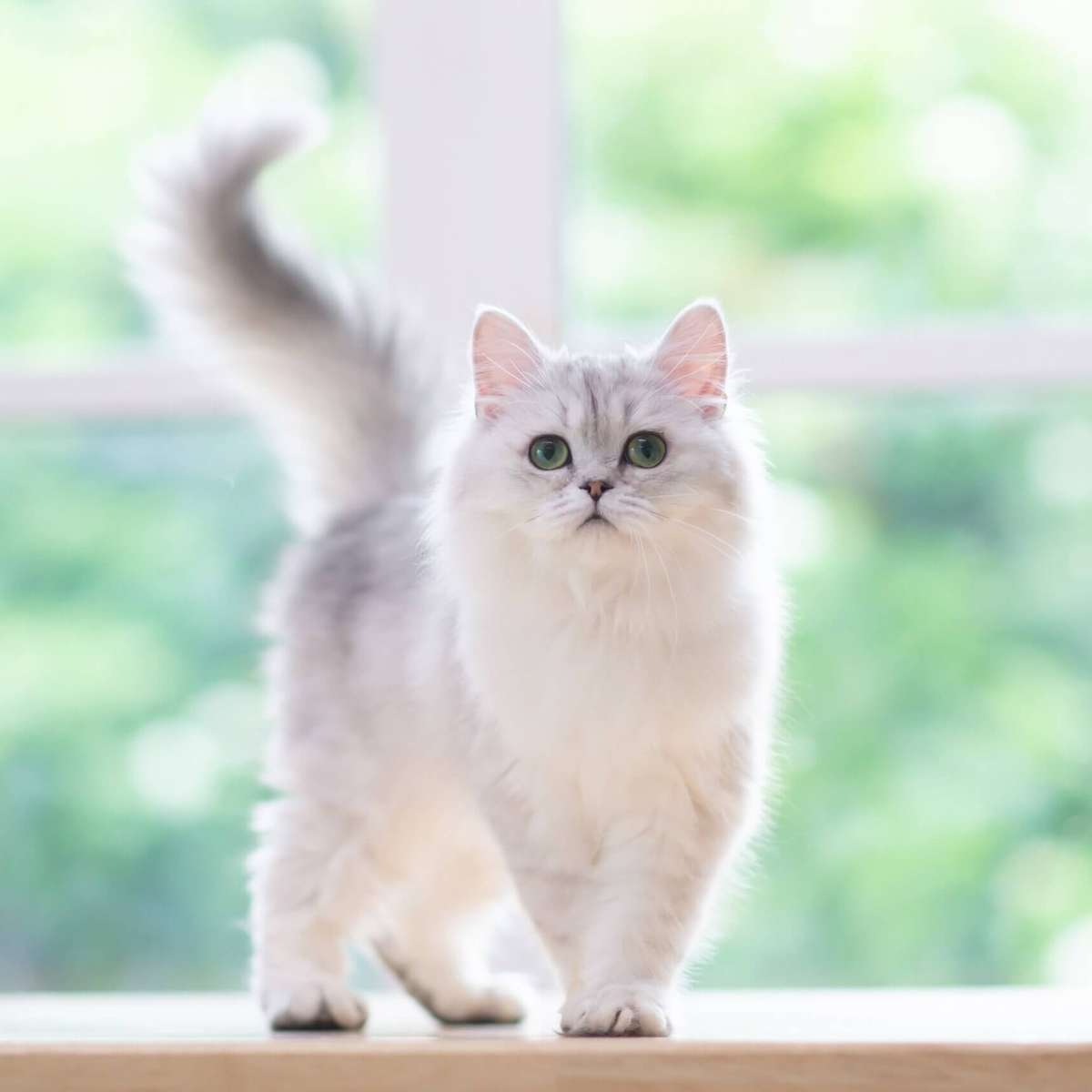 10 opções de nomes para gatos brancos