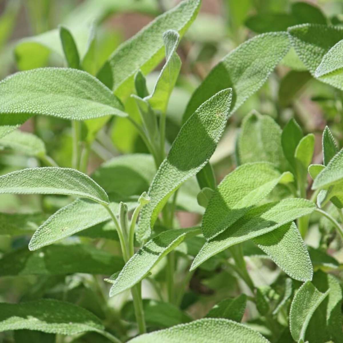 7 benefícios da erva Sálvia para a saúde e como usá-la