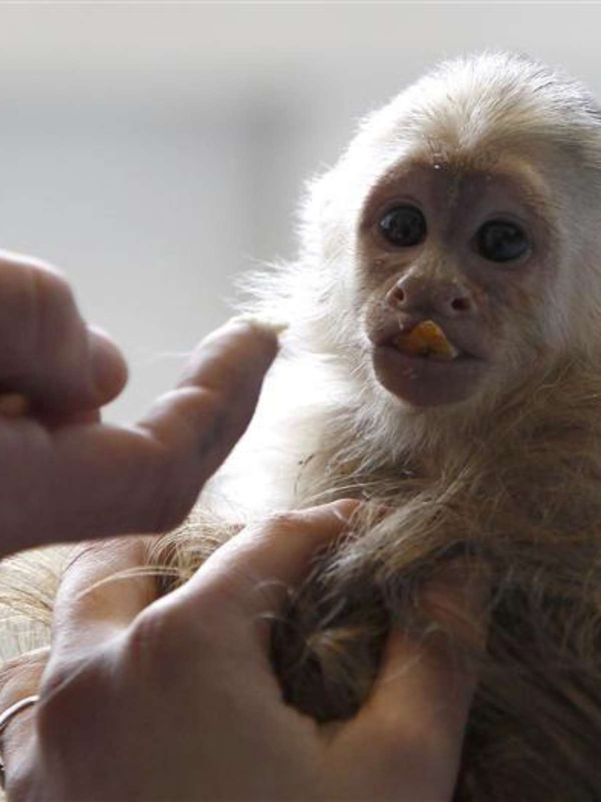 Já pensou ter um macaco em casa?