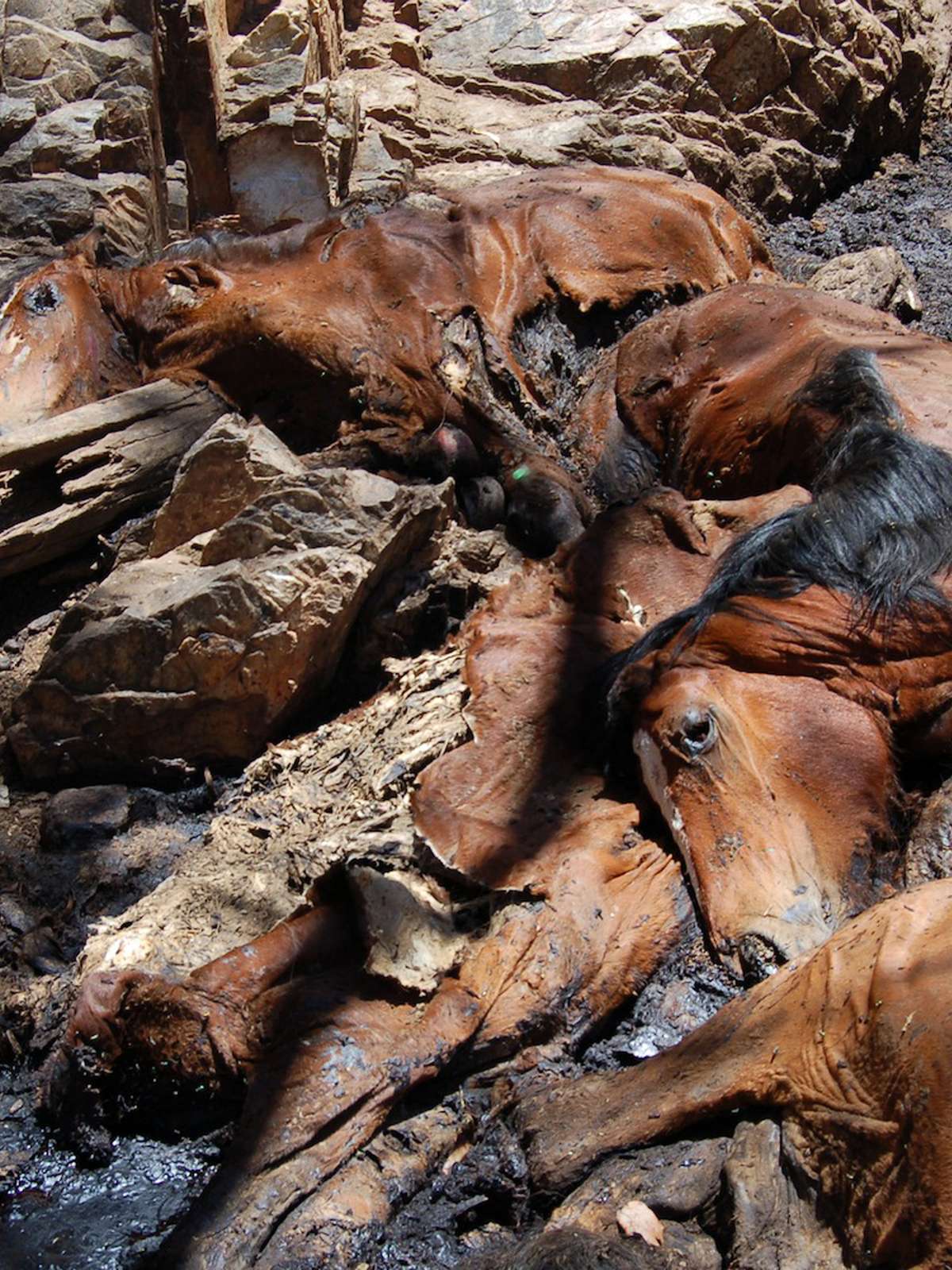 Os cavalos morrem antes do abate: a tragédia dos equinos descartados e  vendidos para frigoríficos.