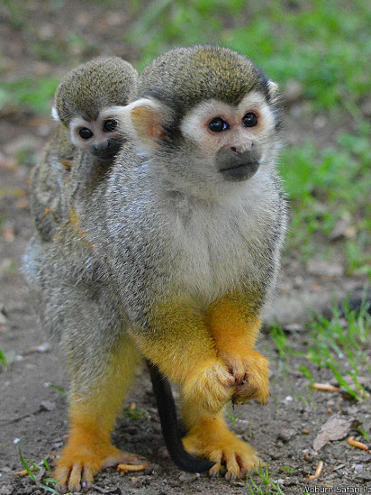 Macacos fofos se juntam para sair na foto em parque no Japão