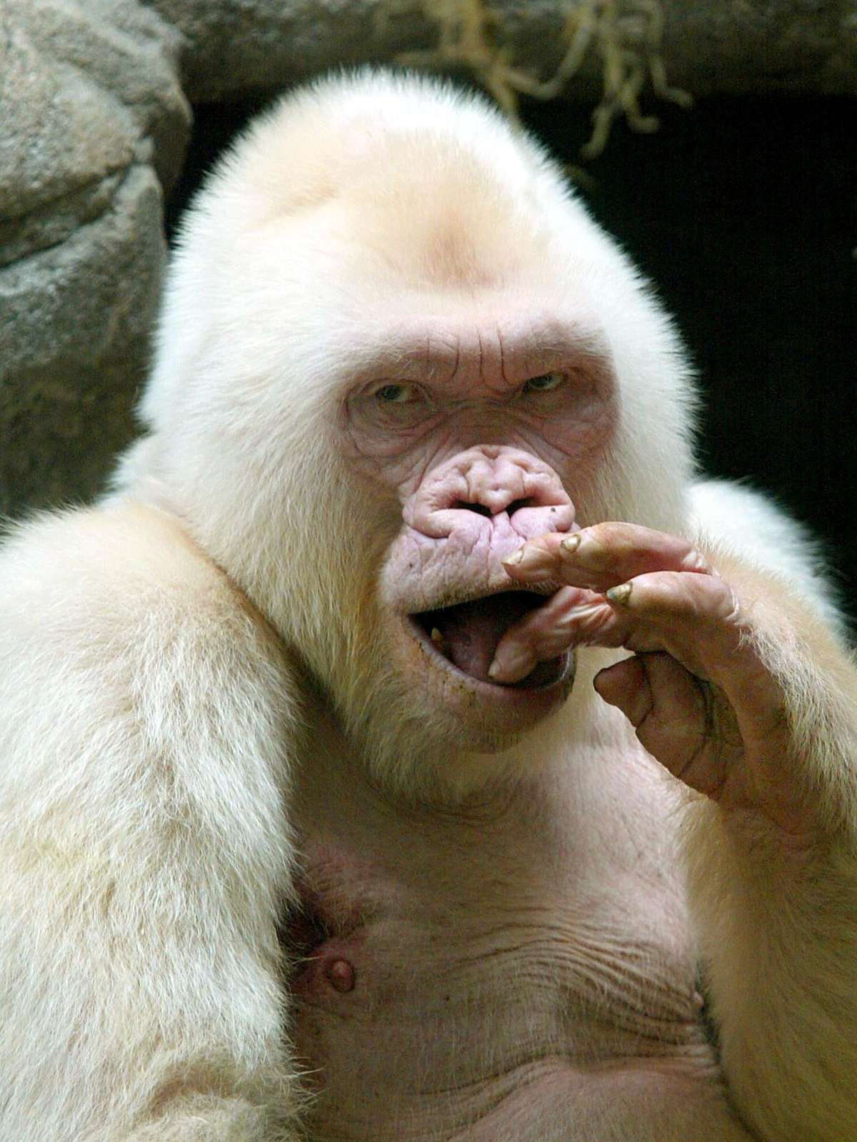 Um gorila albino com pele rosa e pêlo branco retrato de um macaco primata  animal raro no fundo