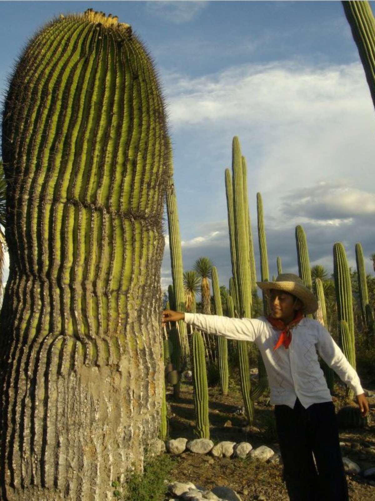 Parque próximo de Puebla tem floresta de cactos gigantes