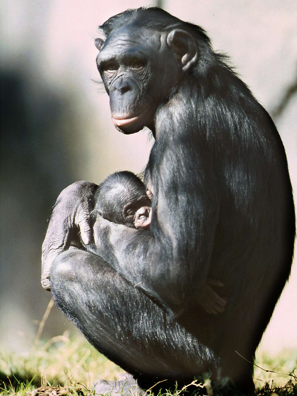 Bebê macaco chimpanzé atrás das grades