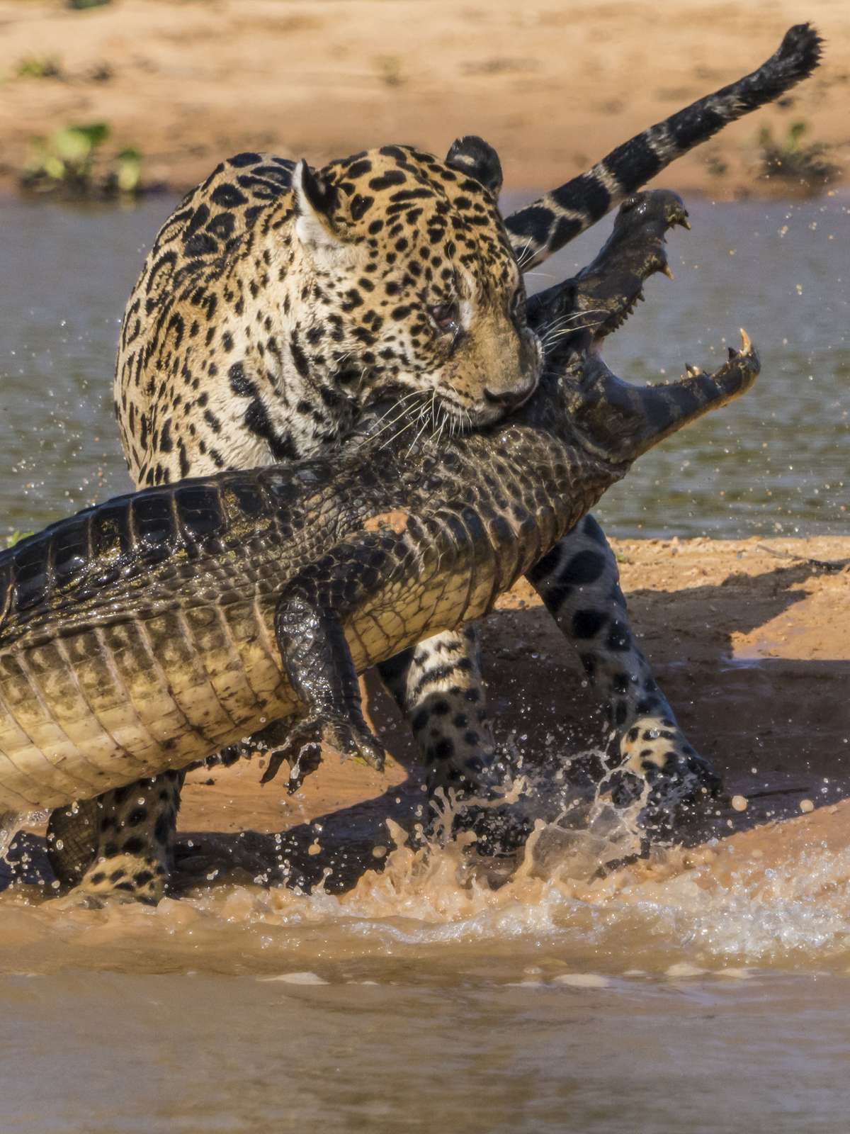 CAÇANDO OS MAIORES RATOS DO MUNDO NO PÂNTANO 