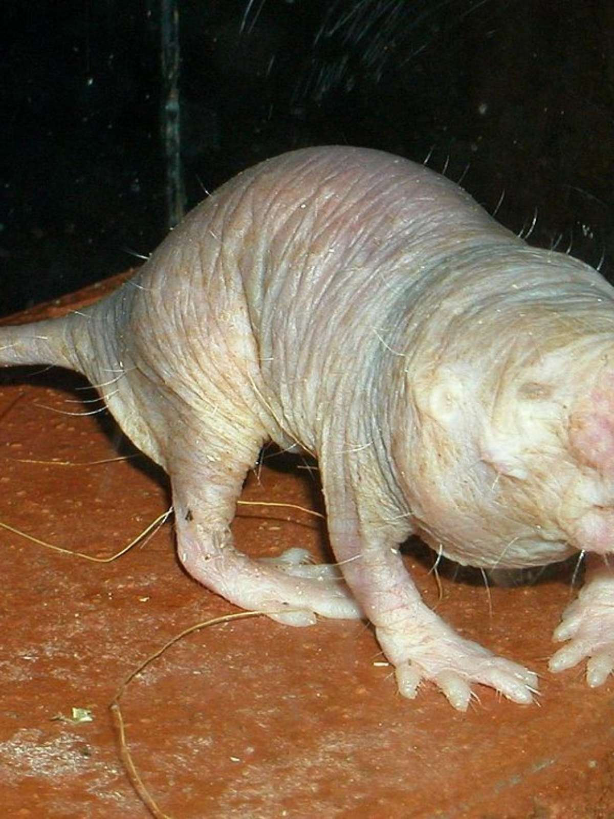 Os animais mais feios do mundo - Jornal O Globo