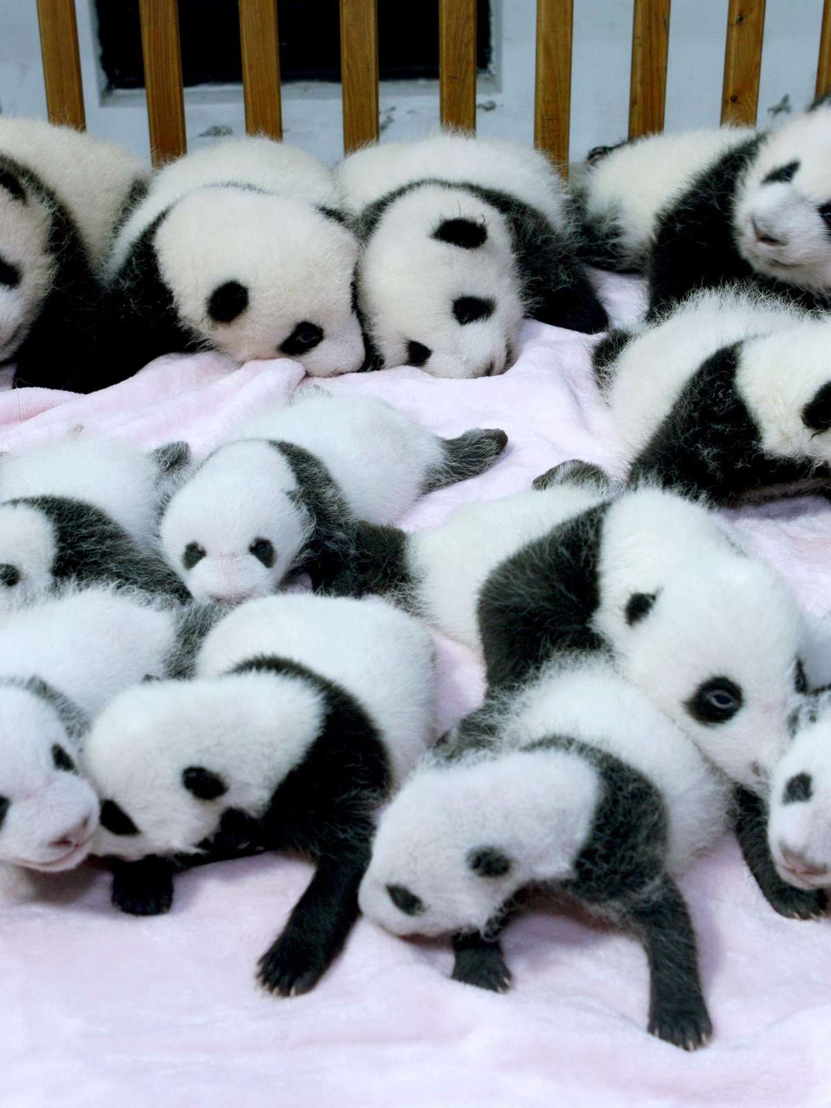 Filhotes De Panda