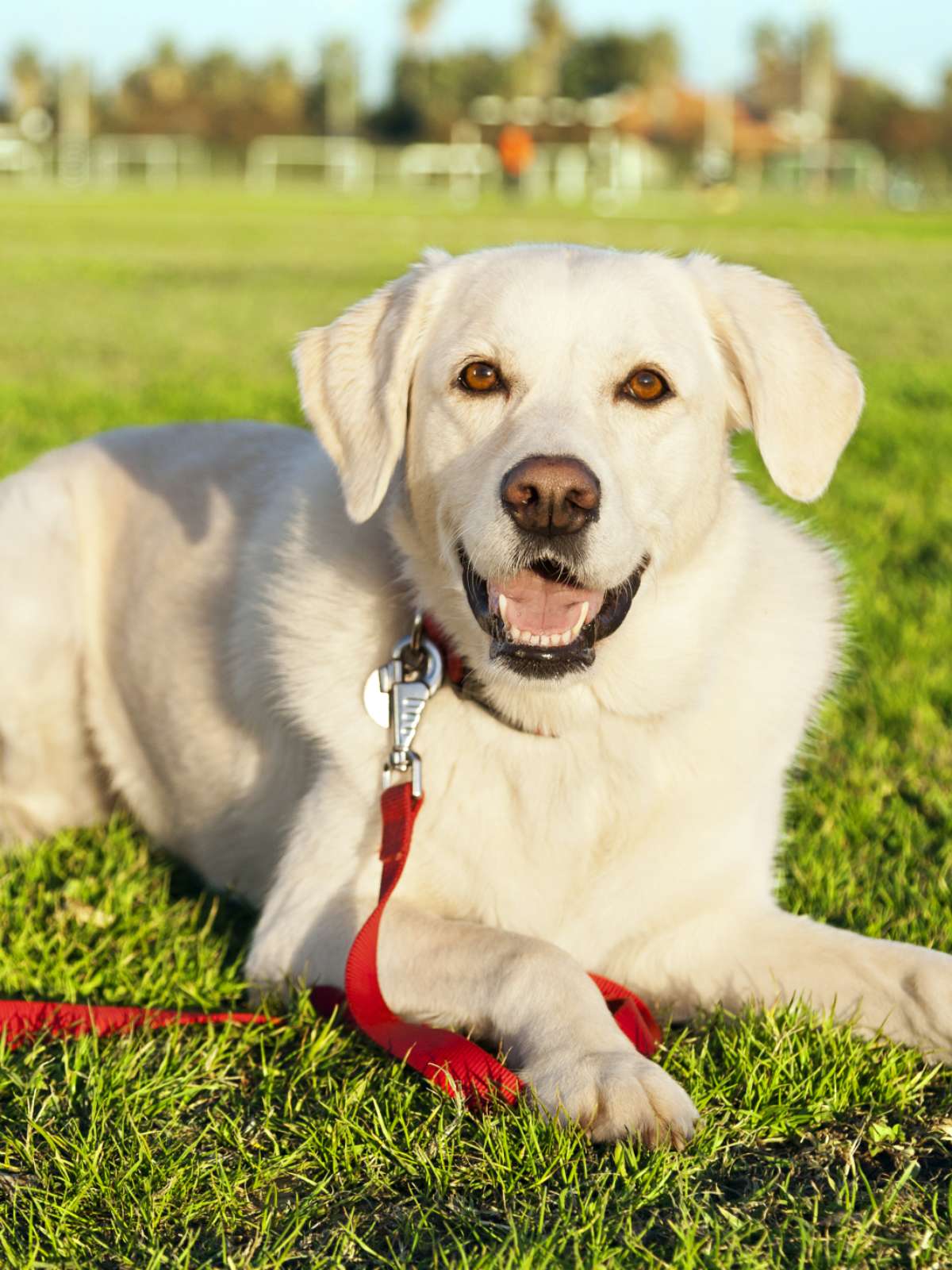 Qual é a raça mais inteligente de cachorro? - A Crítica de Campo