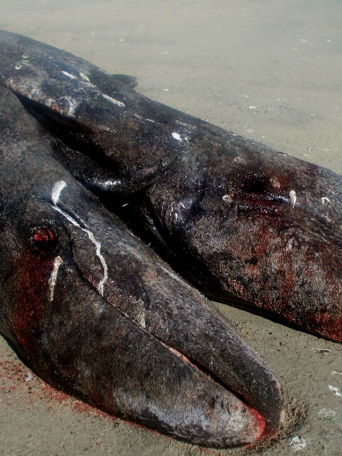 Pescadores descobrem baleias siamesas em laguna no México