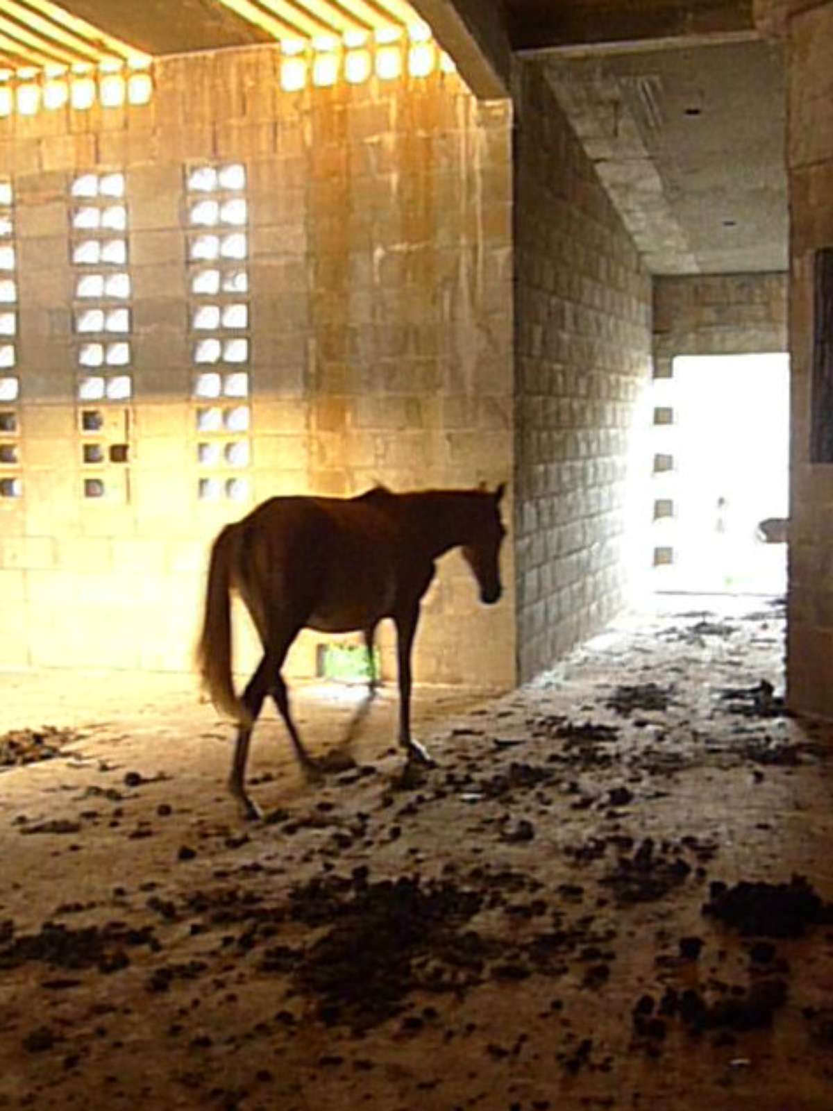 Cavalo é encontrado abandonado e ferido em sítio de SP; dona é