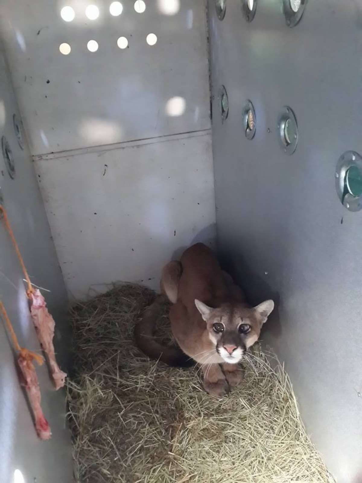 FOTOS: Filhote de gato é resgatado após cair em poço de 7 metros no sul da  Bahia, Bahia