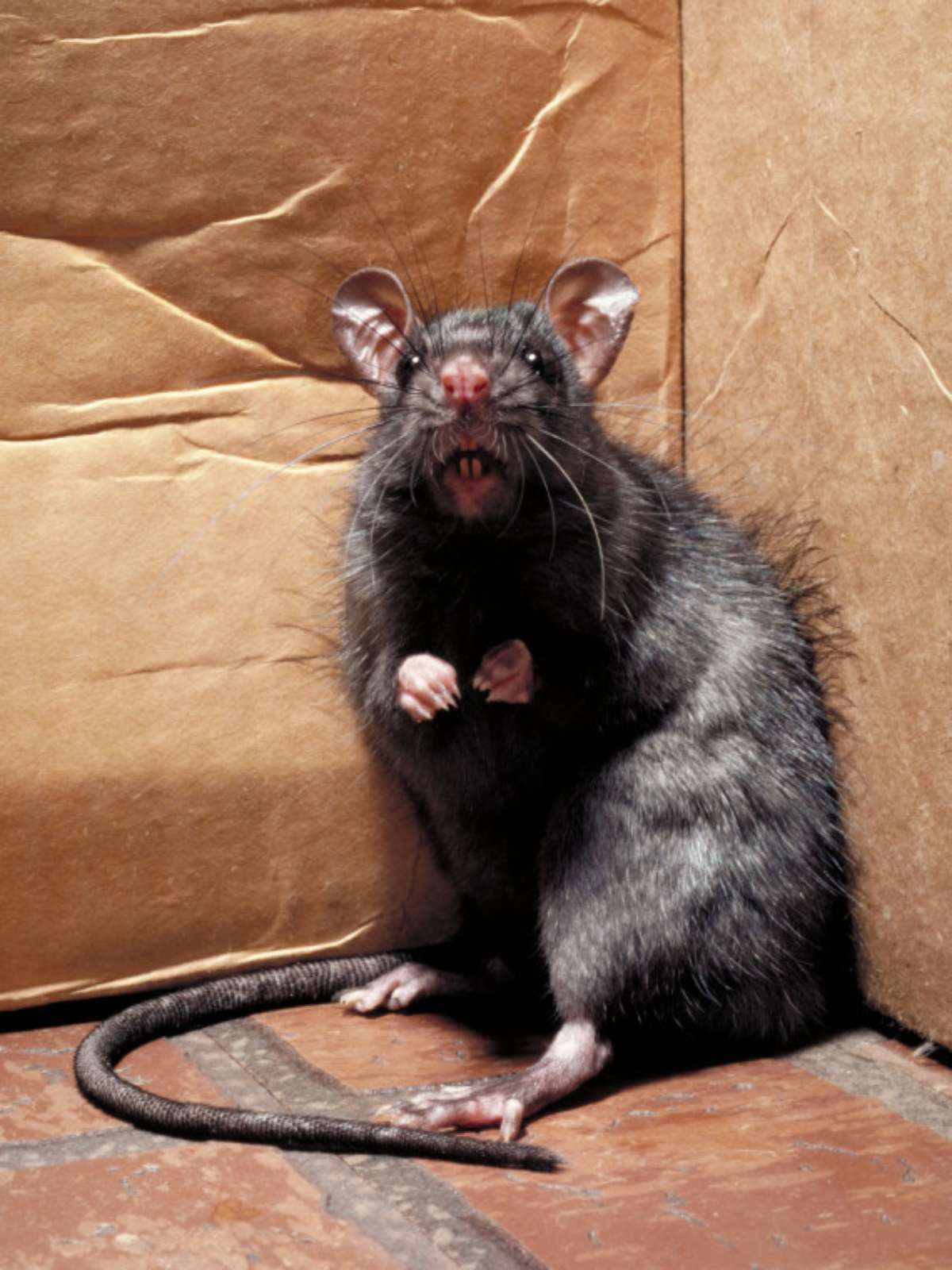 Rato Enorme Encontrado Numa Casa. Imagem de Stock - Imagem de rato, réptil:  215417435