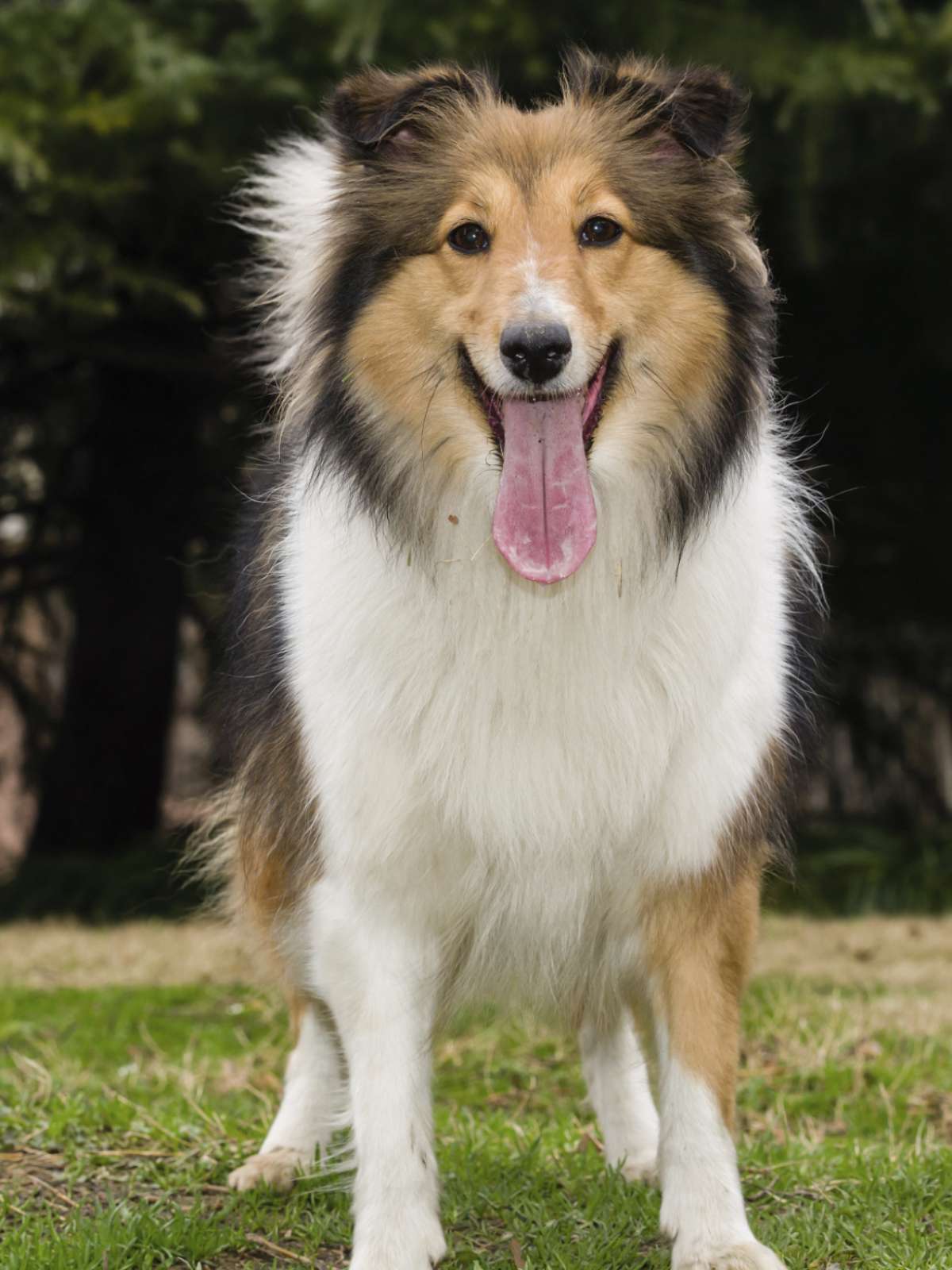 Cães pastores: raças e suas habilidades