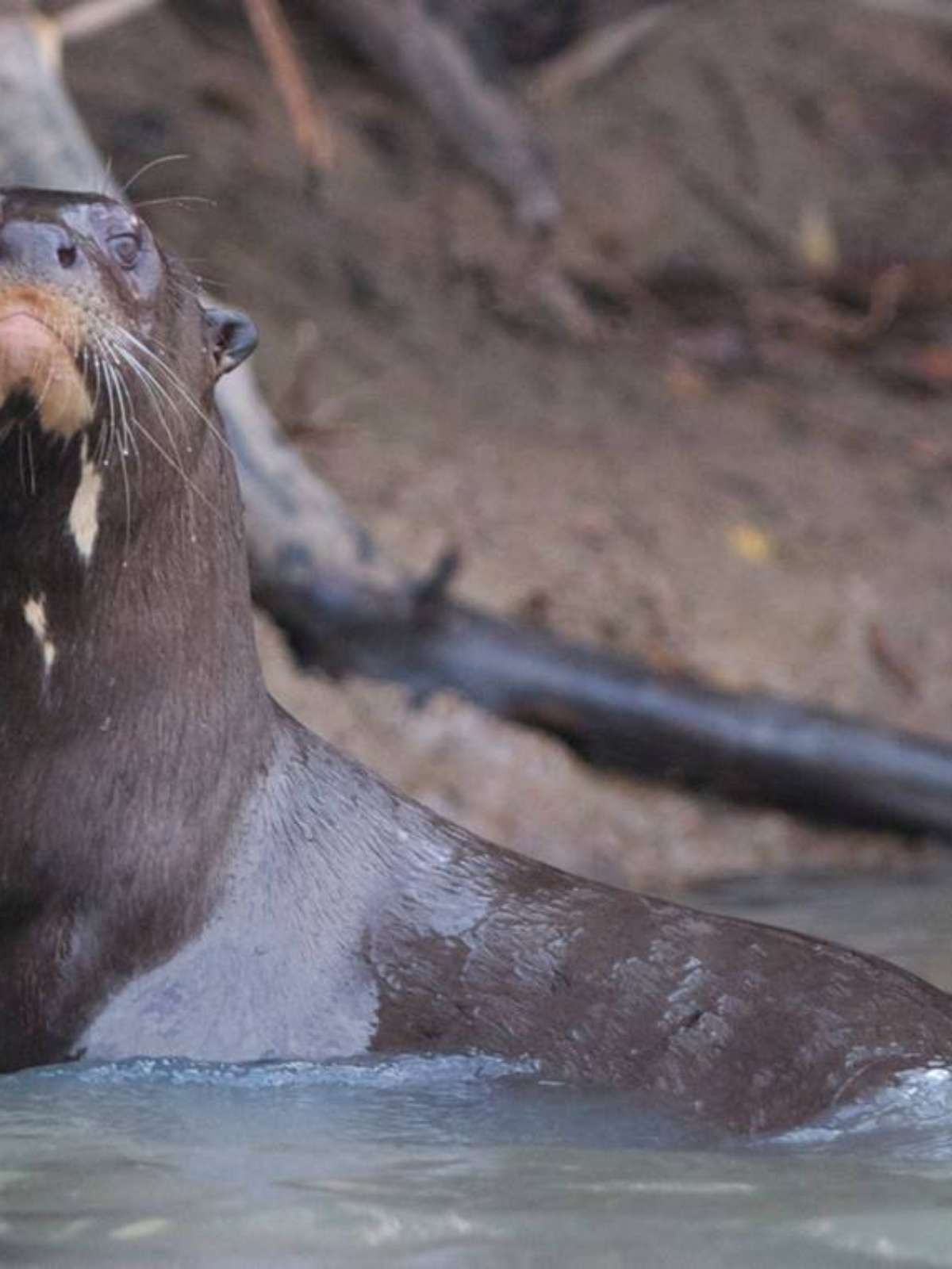 Cientista descobre que ariranhas fazem sexo grupal