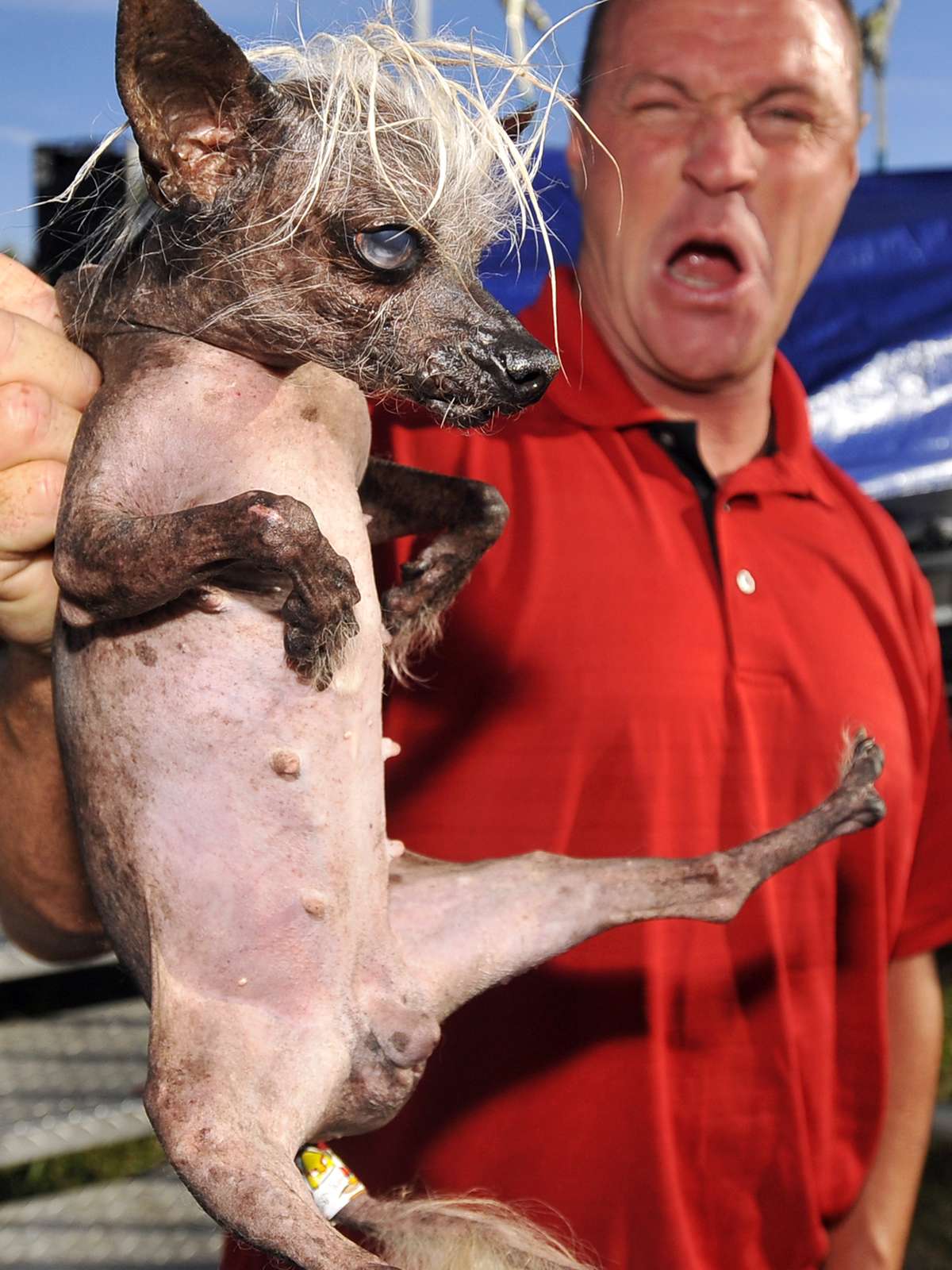Concurso na Califórnia elege o cão mais feio do mundo