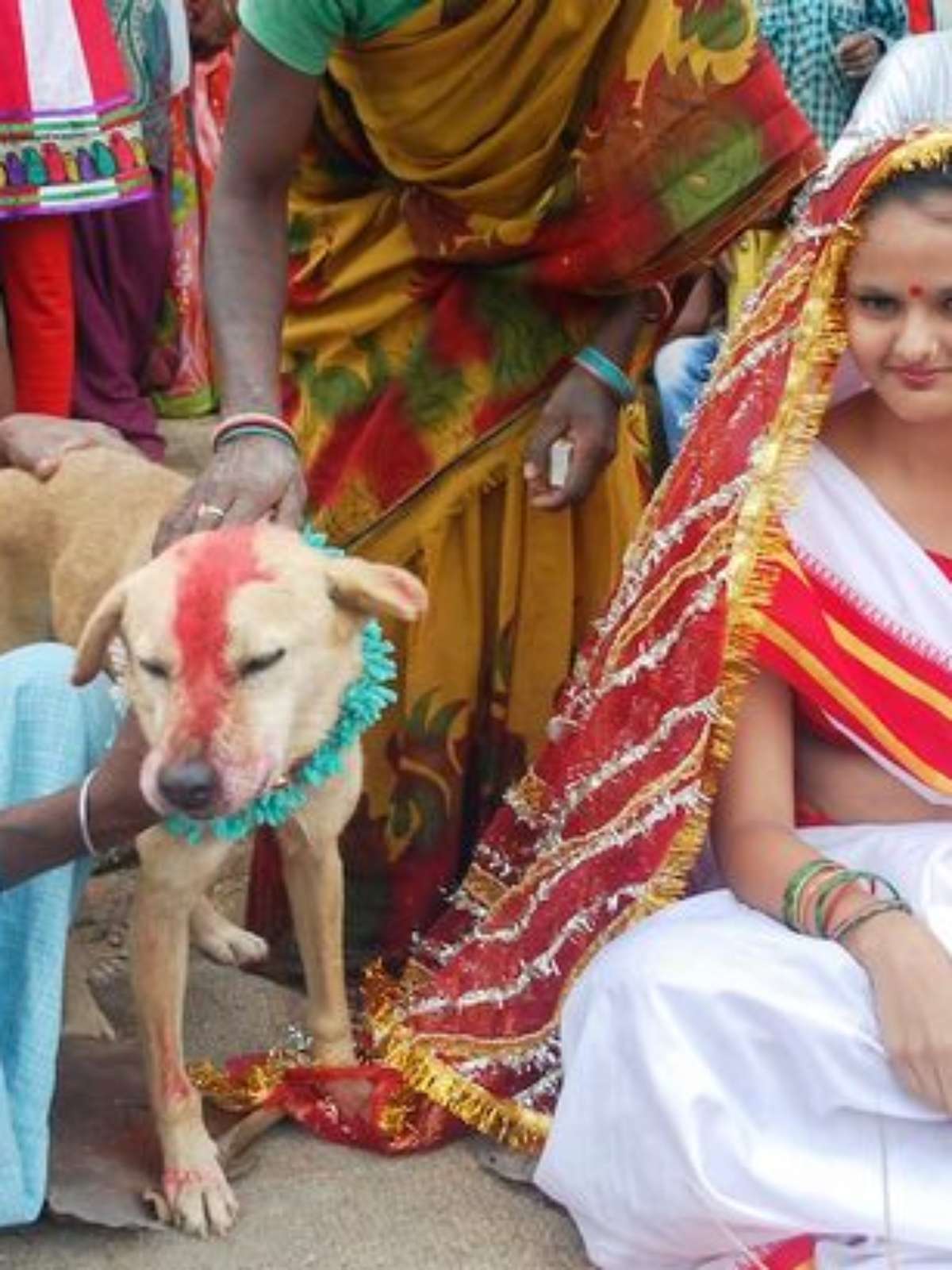Cachorro engatado com a mulher