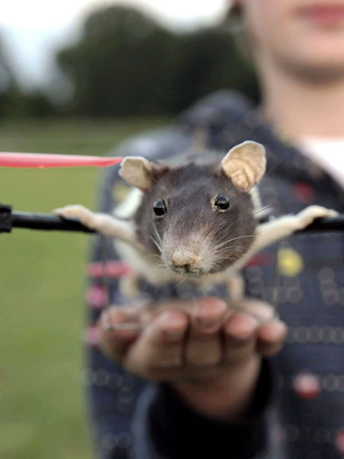 G1 - Adolescente holandês constrói 'rato helicóptero' após roedor morrer -  notícias em Planeta Bizarro