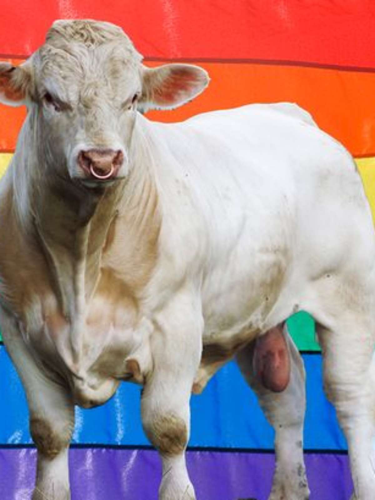 Touro gay será abatido por não se interessar por vacas