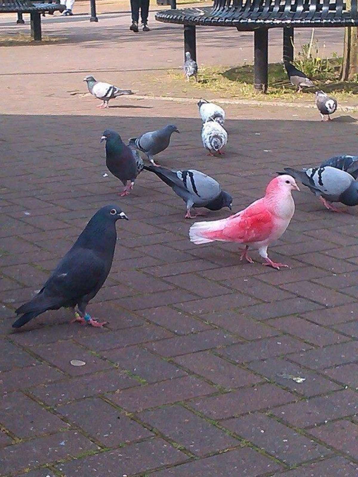 Pombo rosa misterioso chama atenção de internautas; confira