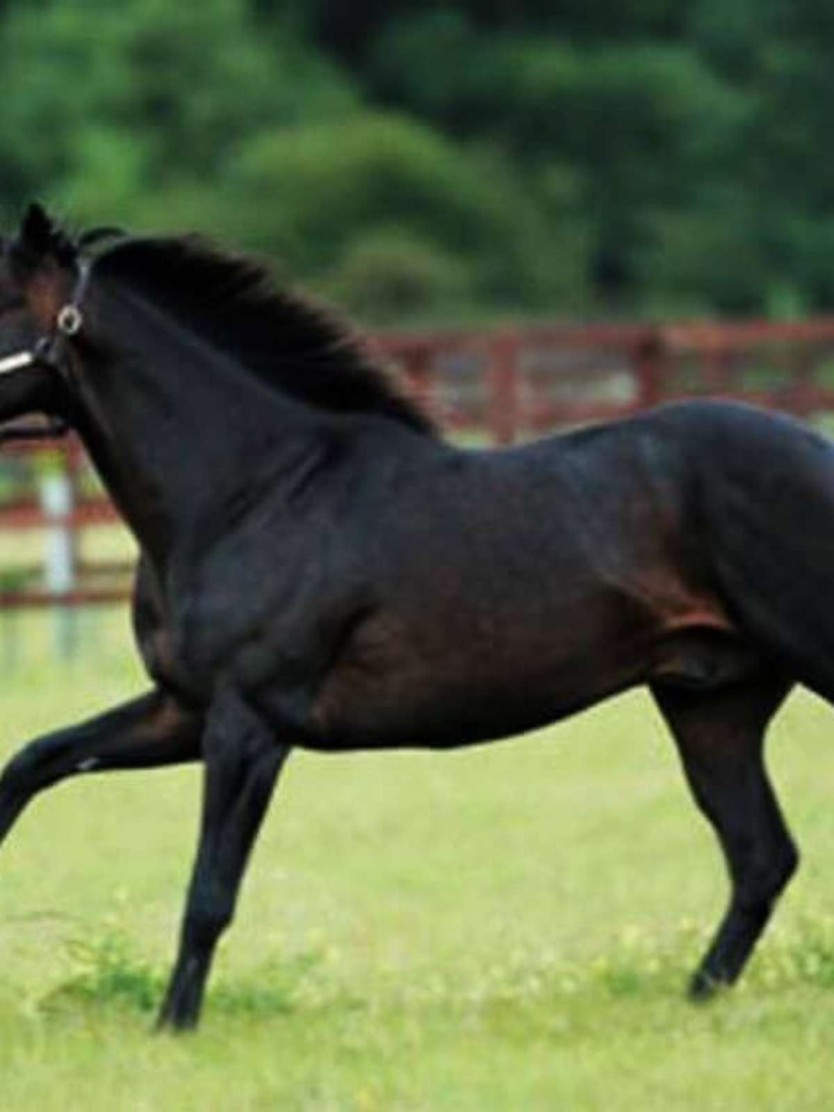 Cavalo Lusitano salto obstáculos 