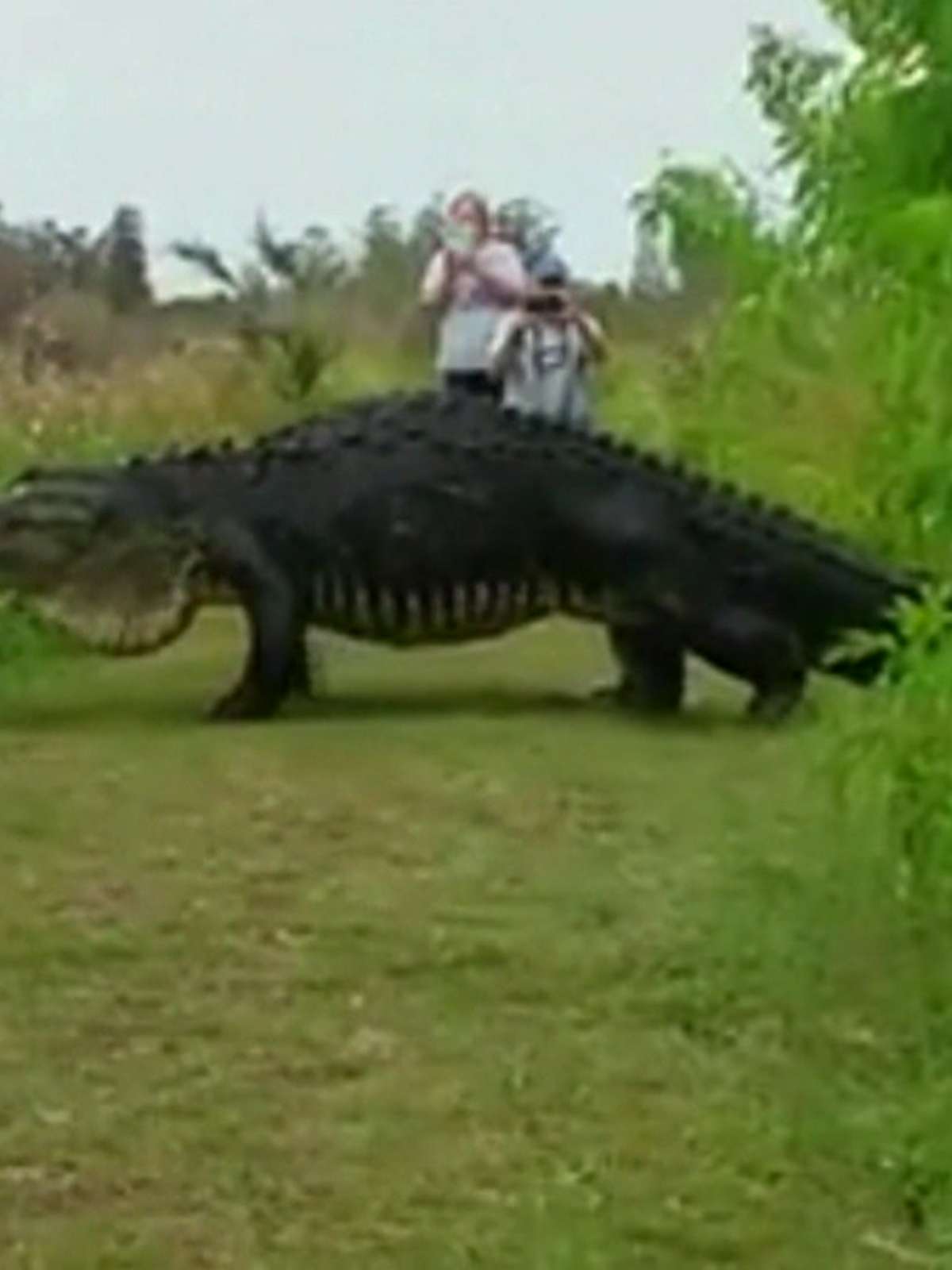 O Maior Jacare Do Mundo Vídeo De Jacarés No Pantanal é Utilizado