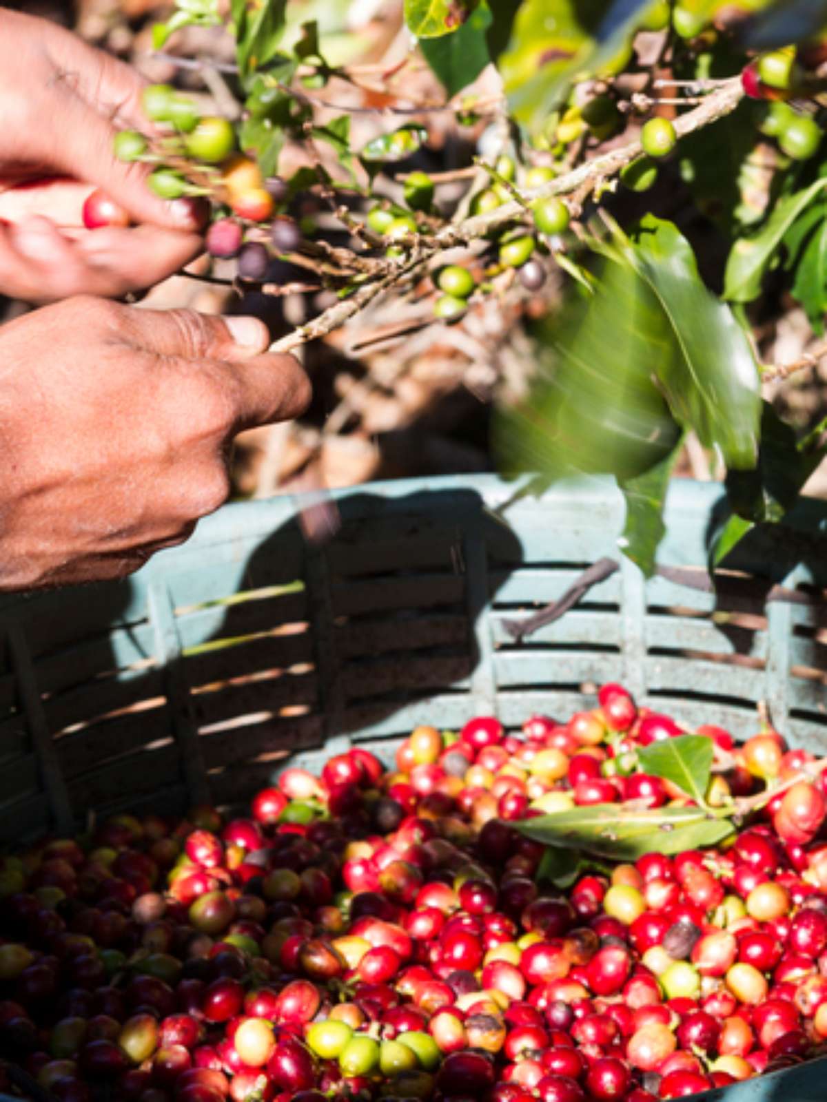 Plantas de café conilon aos 31 meses após transplantio. - Portal