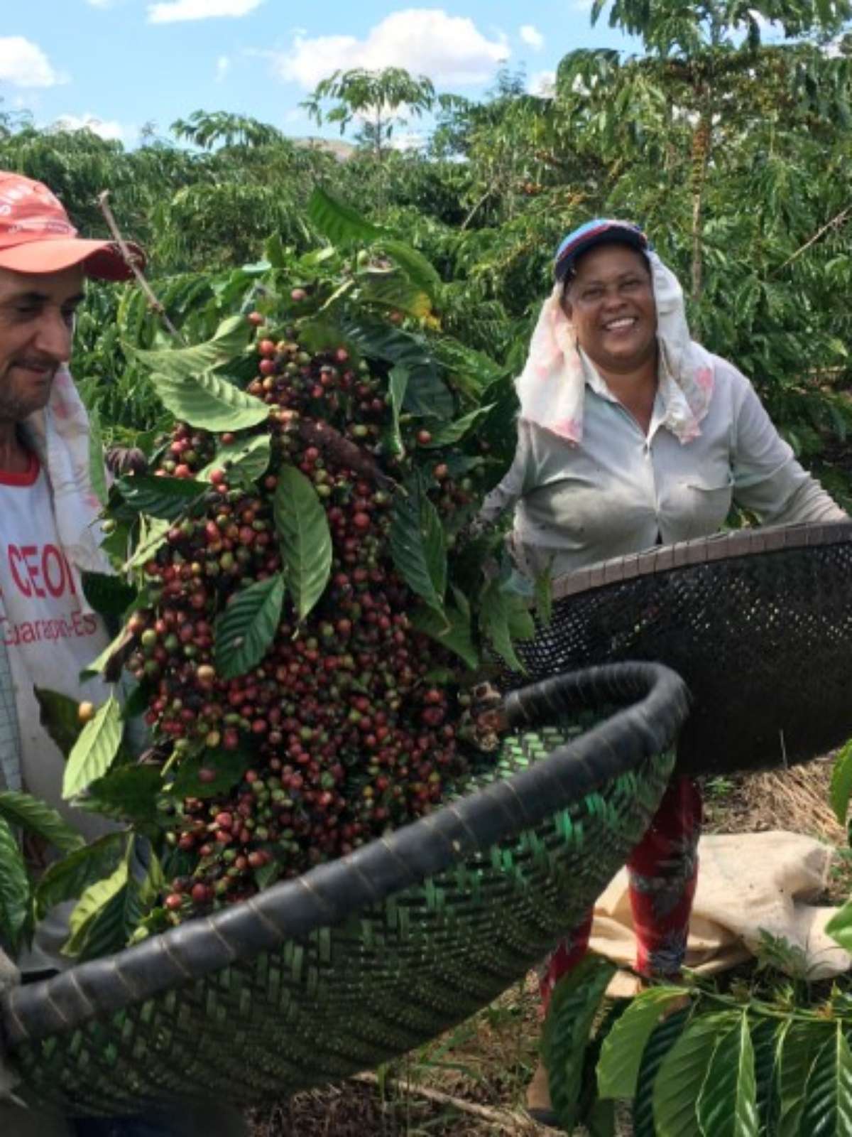 Entrada da safra com Colheita do CAFÉ conilon e trabalhos do arábica levam  pressão ao mercado - Paracatu Rural