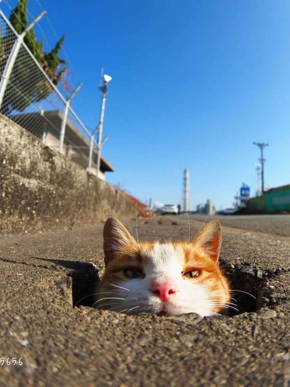 Gatinho hospitalizado é “adotado” por outro gato e momento viraliza; veja  vídeo