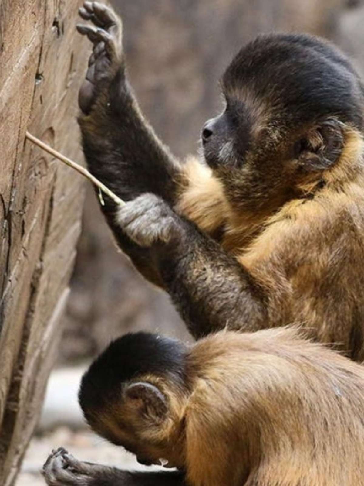 Com tecnologia própria, macacos entraram em sua 'Idade da Pedra', dizem  cientistas - BBC News Brasil
