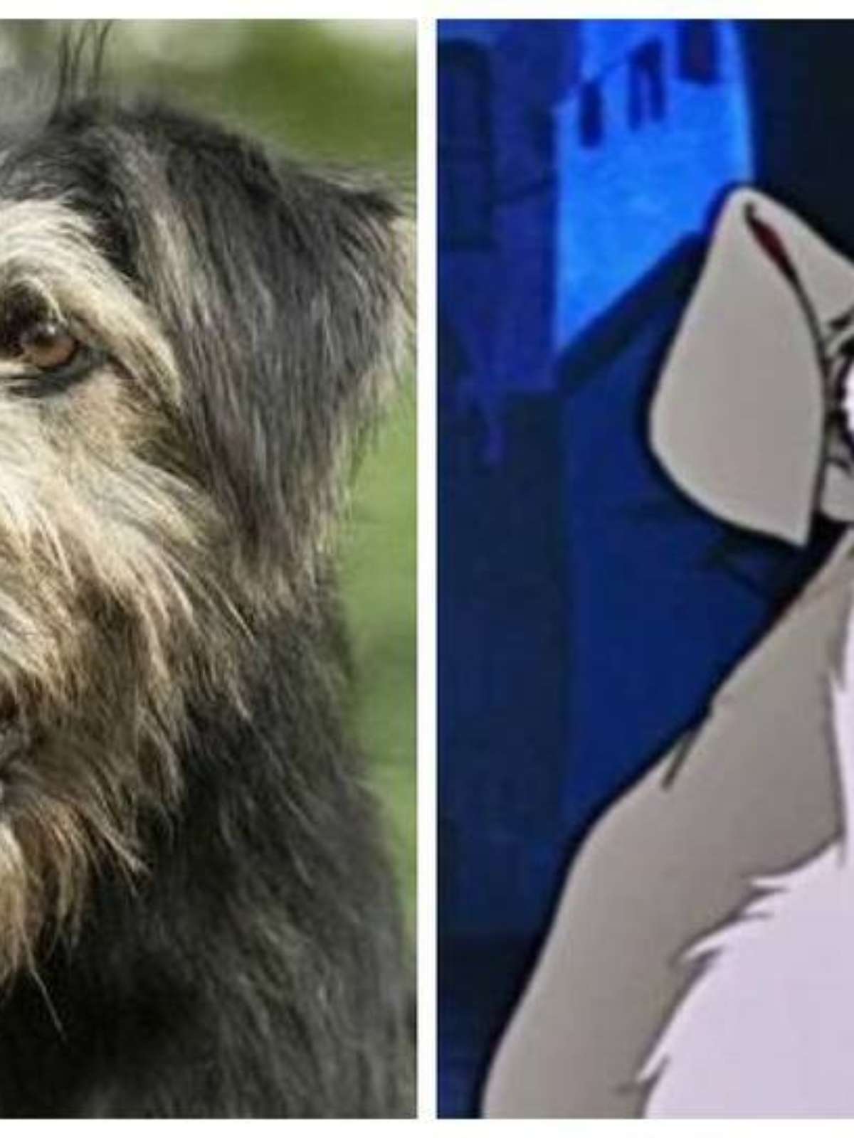 Cão da versão realista de A Dama e o Vagabundo foi encontrado em