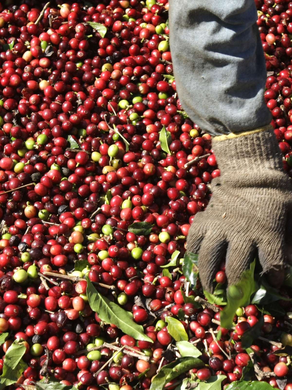 Colheita de café ganha ritmo no Brasil e chega a até 15% para