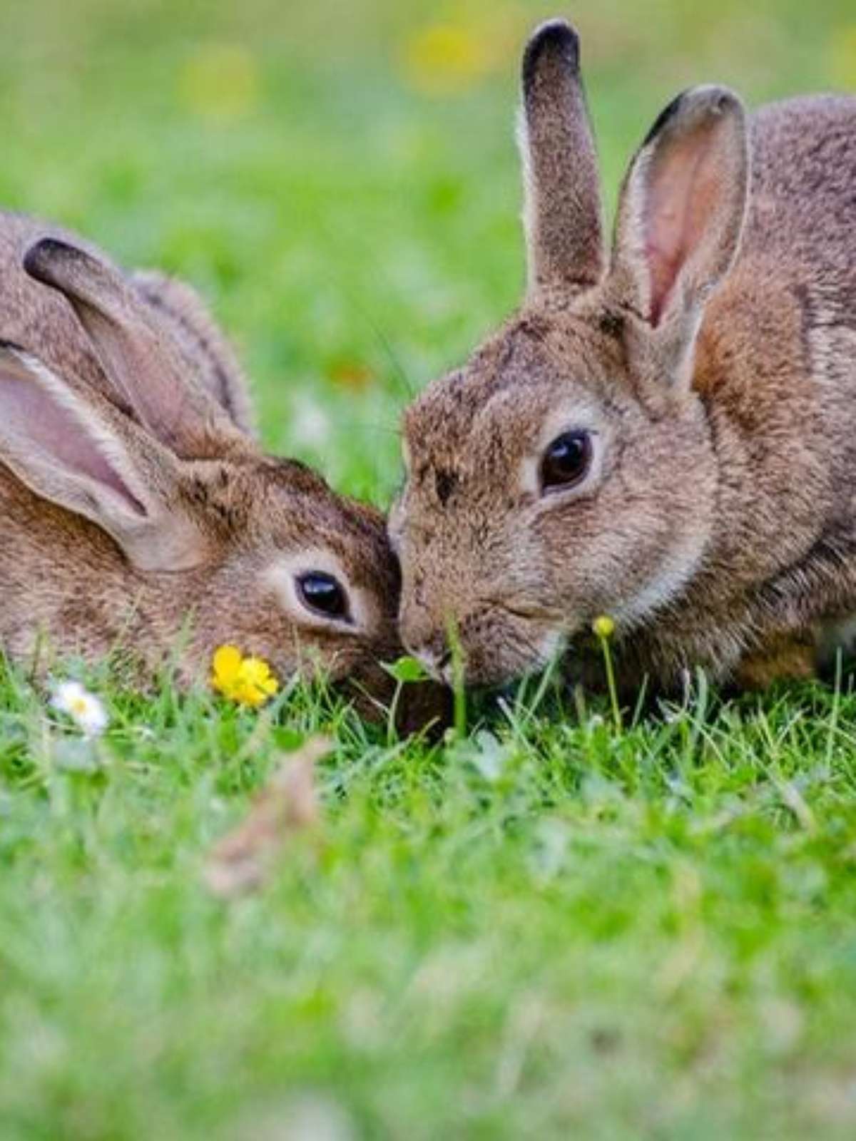 O que significa sonhar com sapo? Significado Evangélico