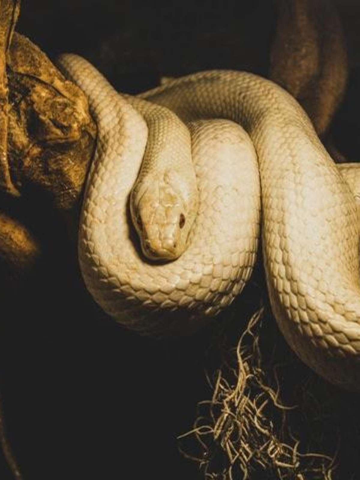 Essa é a diferença entre a Cobra e a Serpente e você precisa ficar sabendo!  - Pensar Cursos