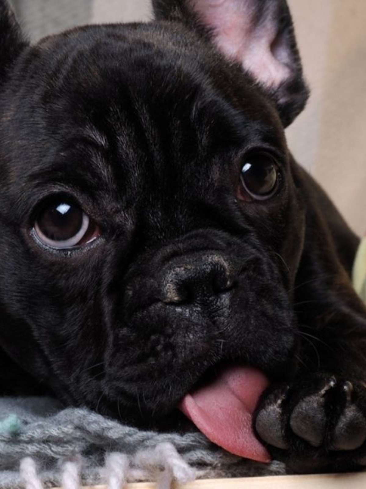 Cachorro chupando peitos de mulher