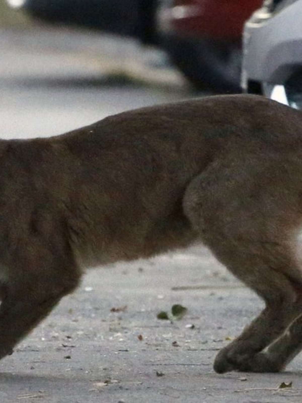 Mãe luta com puma com as próprias mãos para salvar filho de ataque - BBC  News Brasil