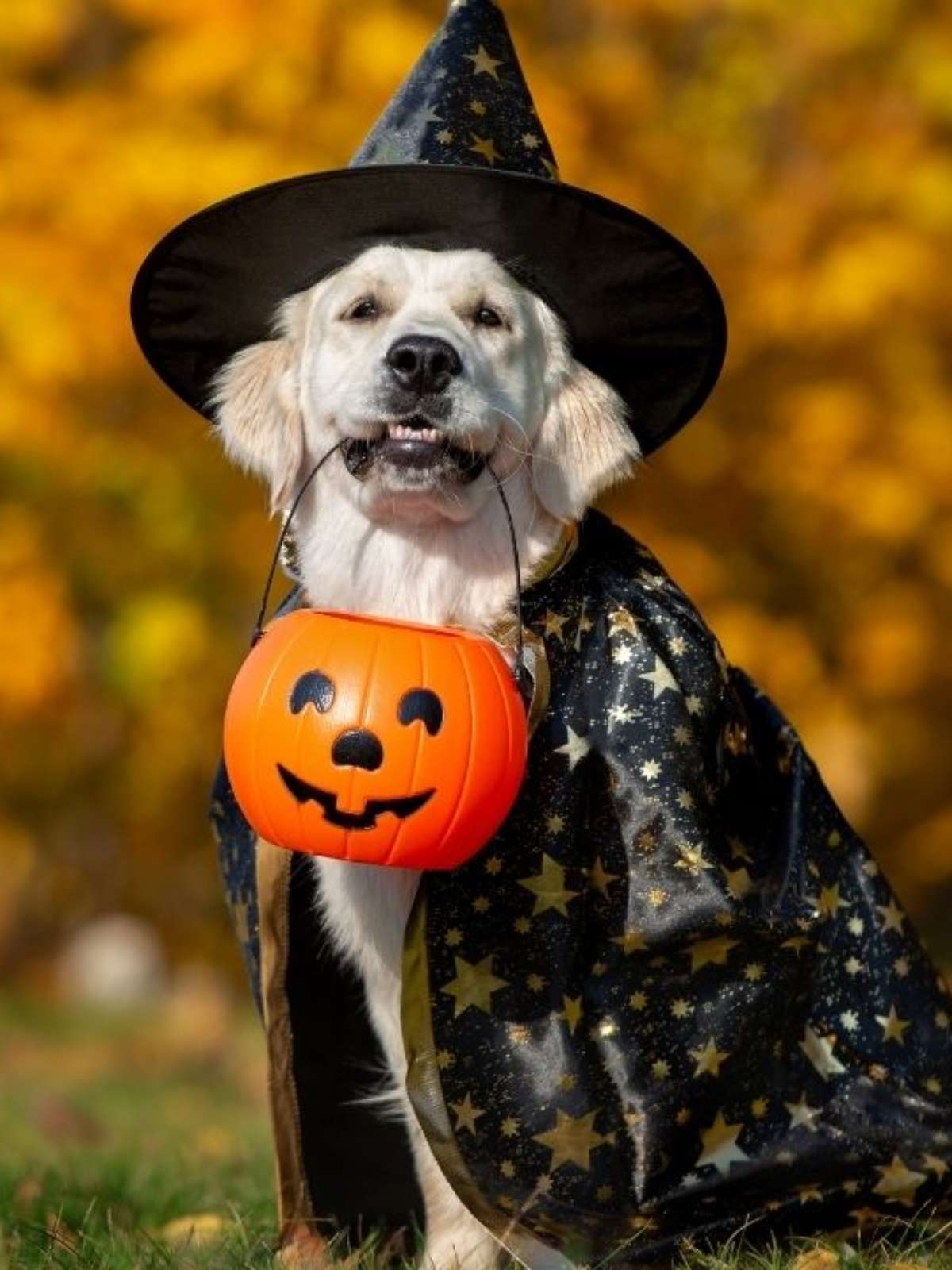 Fantasia pet no Halloween: confira dicas e opções