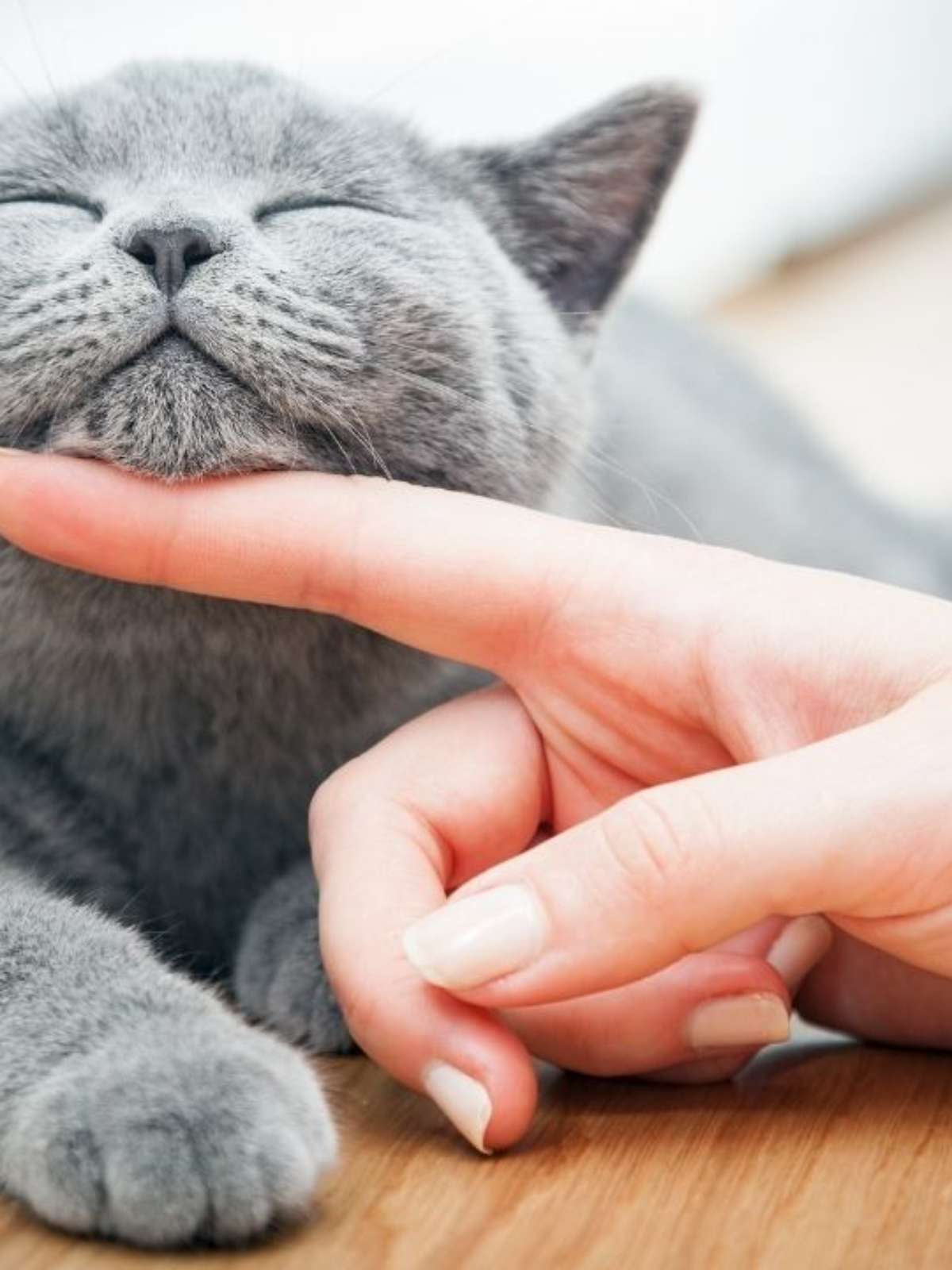 Como deixar seu gatinho mais calmo em casa: 10 dicas infalíveis