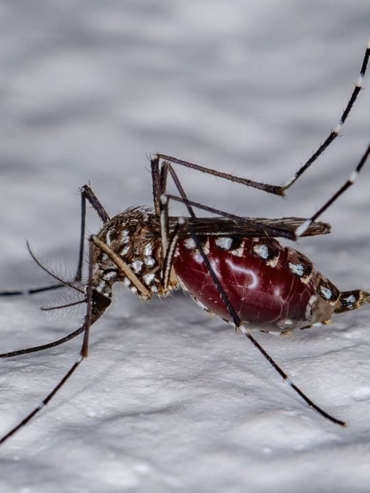 Verão mosquitos faciais ao ar livre dobrável net inseto-resistente