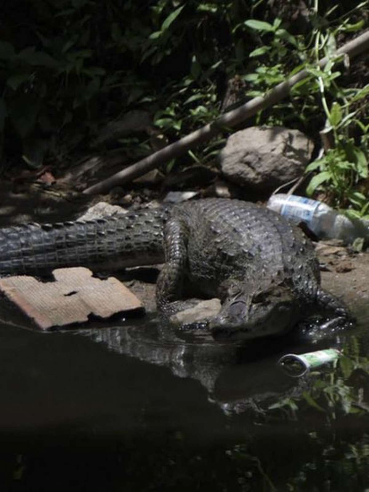 Rato gigante' é encontrado em esgoto no México - vídeo