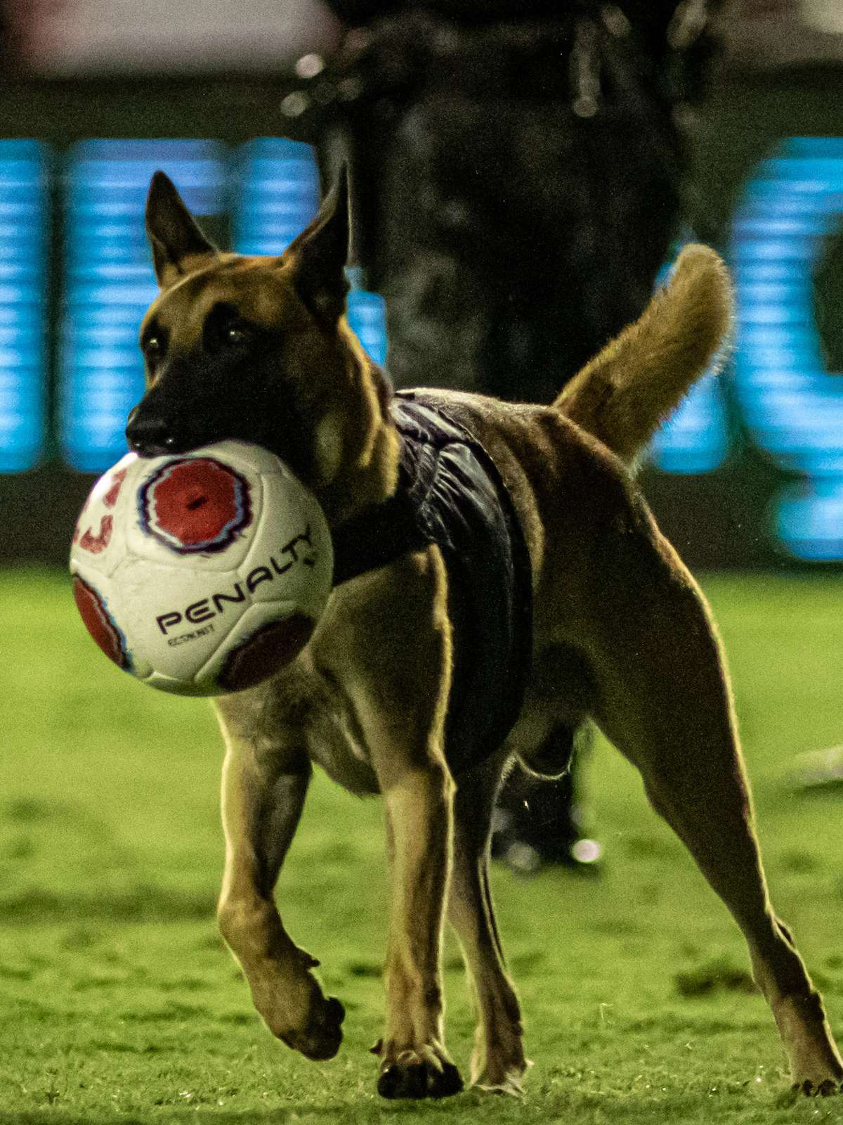 O cachorro joga futebol com o anfitrião, pastor alemão brincando