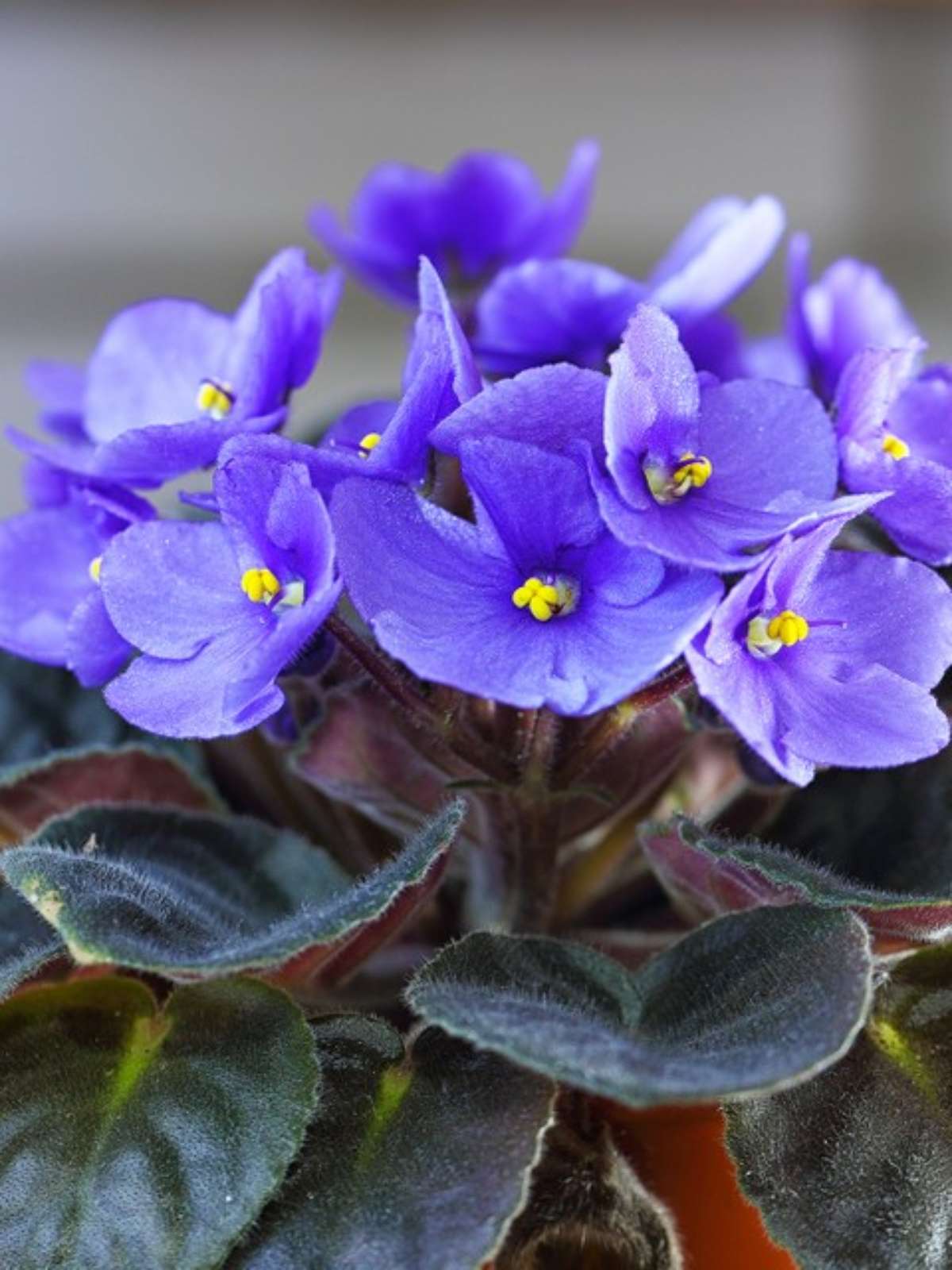 Como plantar e cuidar de violetas africanas