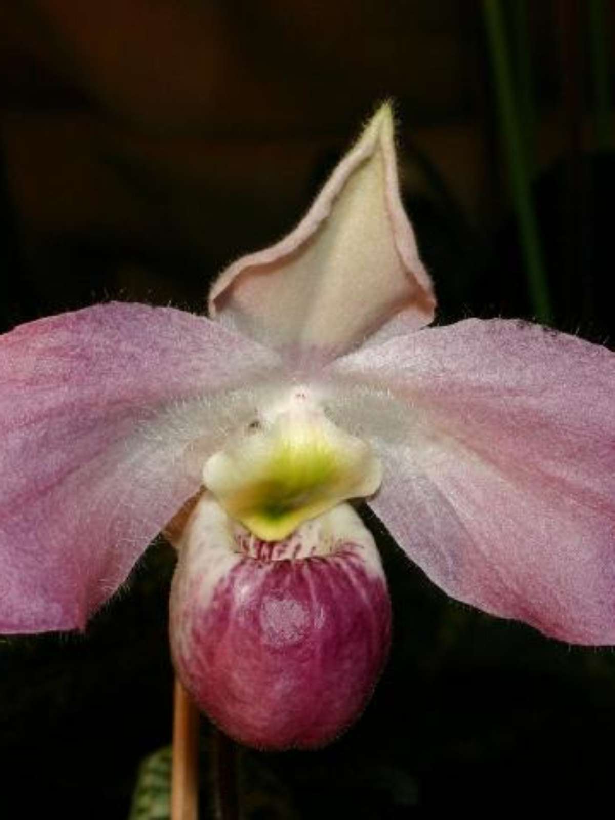 As 10 orquídeas mais raras do mundo
