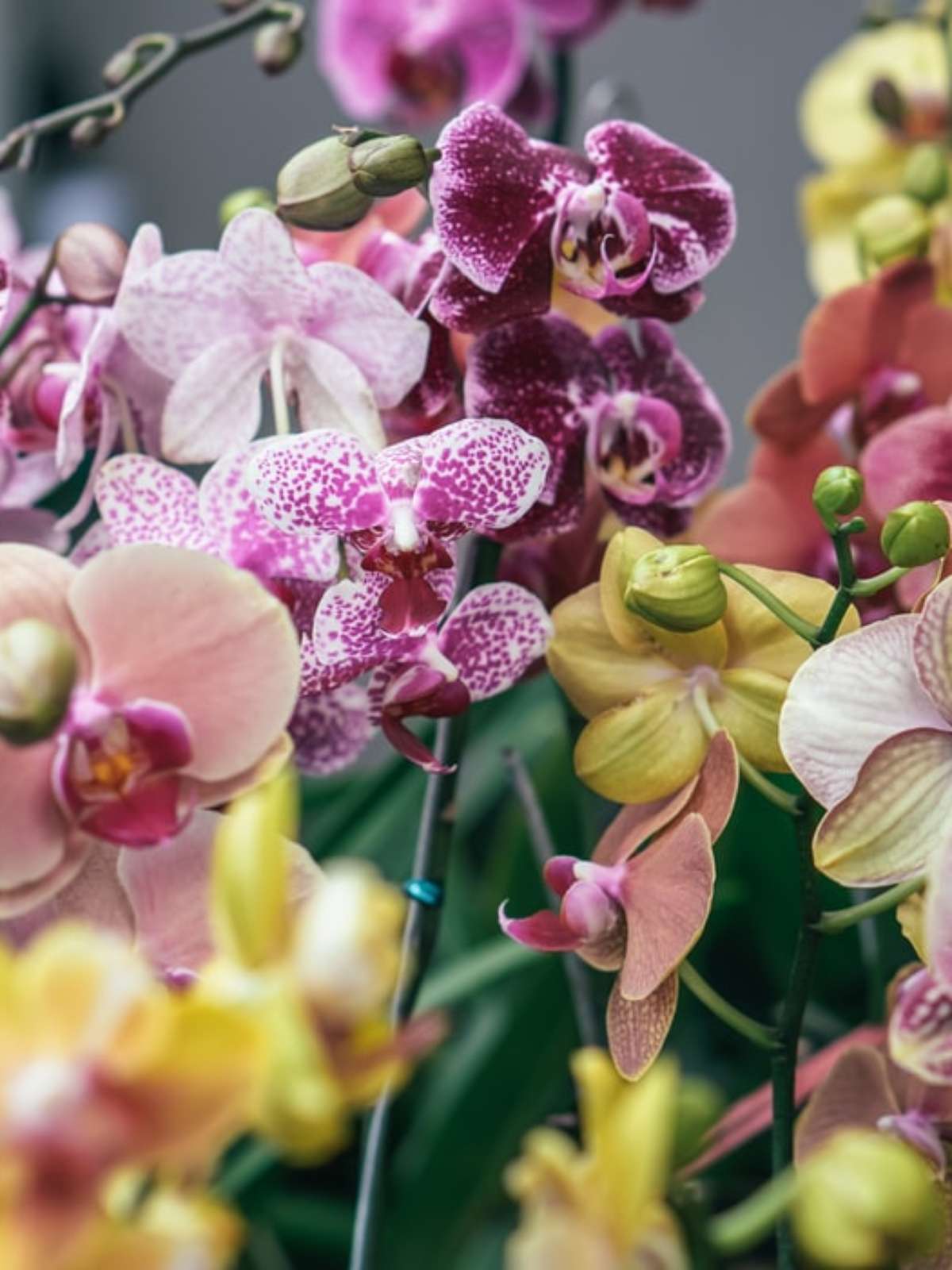 Como cuidar de orquídea em apartamento?